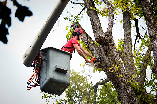 Reliable Westminster, SC Tree Removal and Landscaping Services Solutions